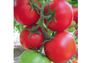 Байконур F1 - томат індетермінантний 500 насінин, Enza Zaden Голландія фото, цiна